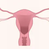Anatomia układu rozrodczego kobiety. Warto znać potencjalne duphaston skutki uboczne.