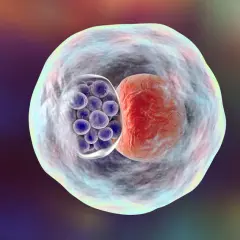Chlamydia pneumoniae objawy neurologiczne: rzadkie, ale groźne skutki
