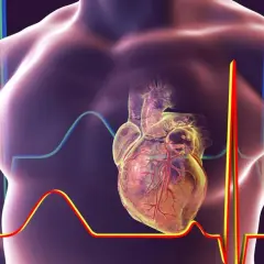 Anatomical serce w klatce piersiowej, otoczone wykresami EKG, pokazuje gdzie jest serce i jego rytm.