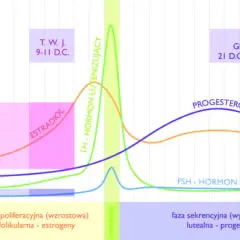 W którym dniu cyklu badać progesteron, aby uzyskać wiarygodne wyniki?