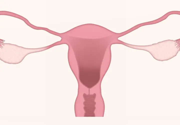 Anatomia układu rozrodczego kobiety. Warto znać potencjalne duphaston skutki uboczne.