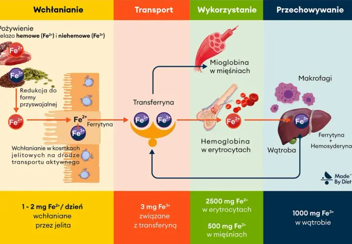 Schemat obiegu żelaza w organizmie: wchłanianie, transport przez transferynę, wykorzystanie w hemoglobinie i mioglobinie, przechowywanie w wątrobie.