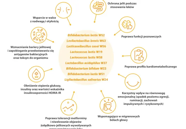 Sanprobi probiotyk wspiera walkę z nadwagą, wzmacnia barierę jelitową i poprawia funkcje poznawcze.