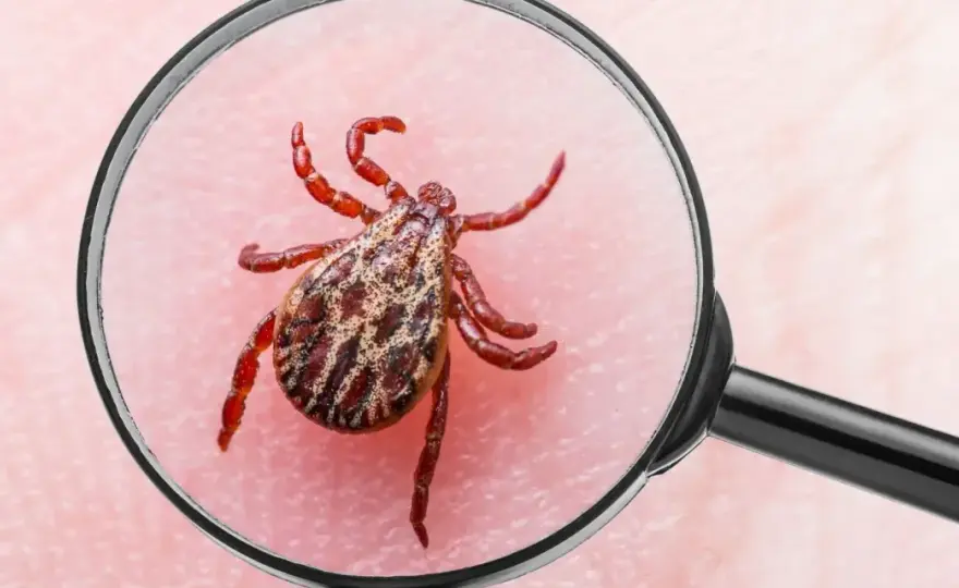 Kleszczowe zapalenie mózgu - objawy, diagnostyka i szczepienie