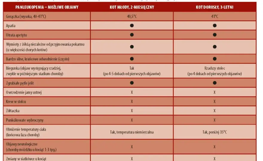 Leukopenia - niski poziom leukocytów. Co oznacza?