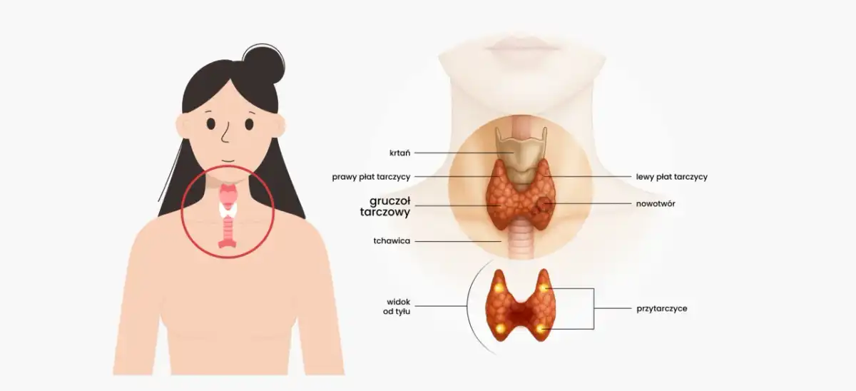 Gdzie jest tarczyca? Położenie, budowa i niepokojące objawy