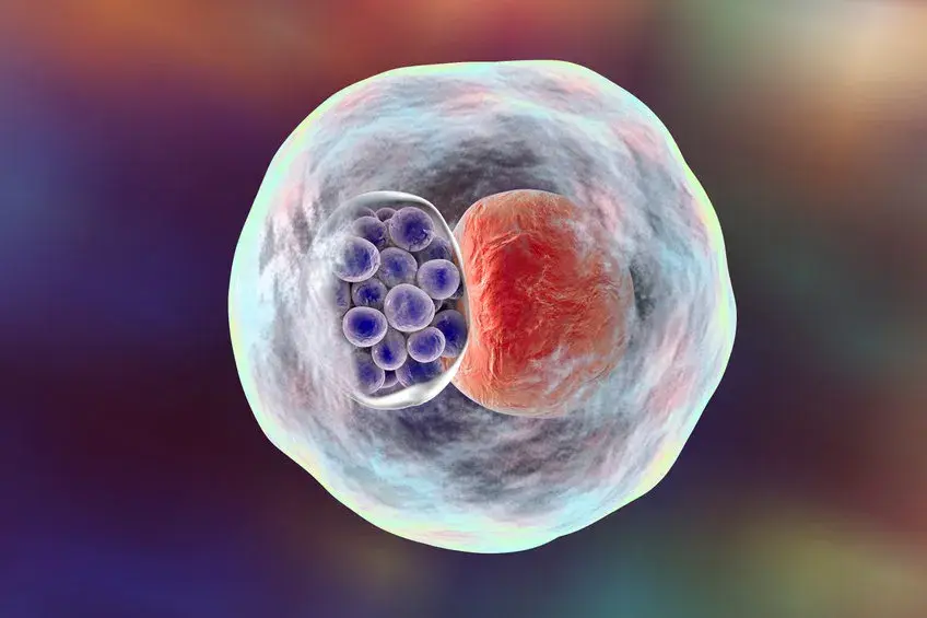 Chlamydia pneumoniae objawy neurologiczne: rzadkie, ale groźne skutki