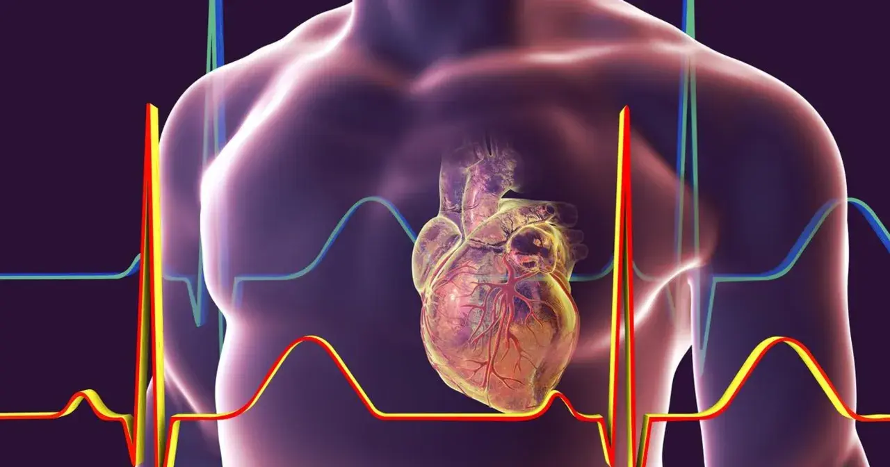 Anatomical serce w klatce piersiowej, otoczone wykresami EKG, pokazuje gdzie jest serce i jego rytm.