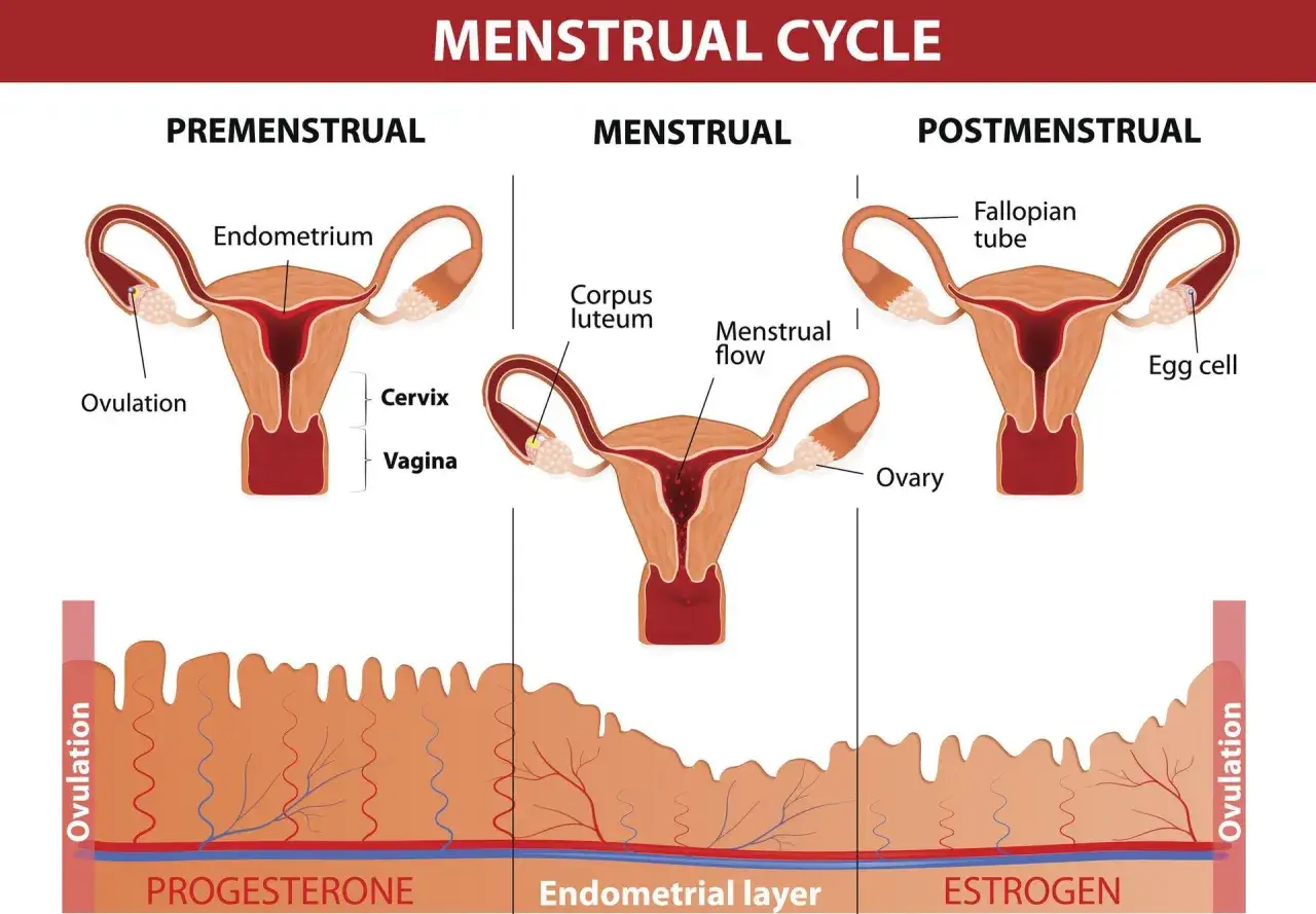Cykl menstruacyjny: faza lutealna, podczas której macica przygotowuje się na ciążę, a poziom progesteronu jest wysoki.
