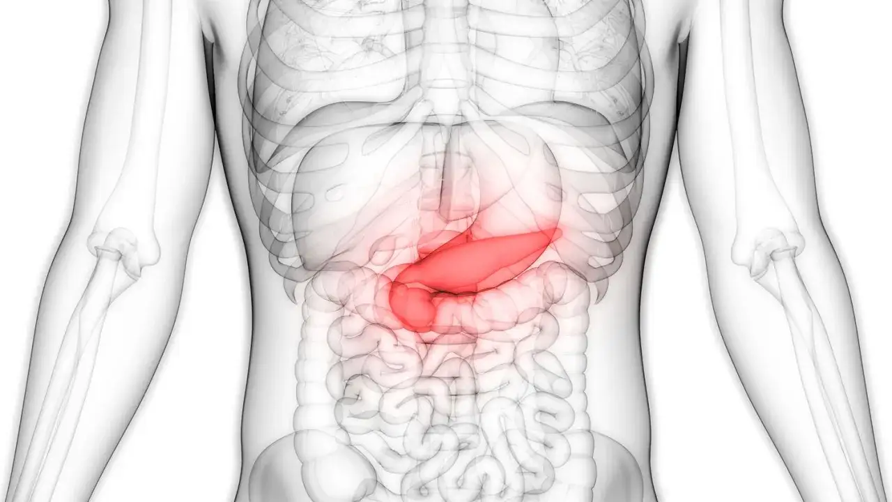 Anatomia człowieka, gdzie jest trzustka. Czerwony narząd znajduje się za żołądkiem, między dwunastnicą a śledzioną.