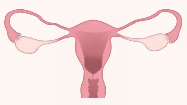 Anatomia układu rozrodczego kobiety. Warto znać potencjalne duphaston skutki uboczne.